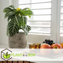 Kamerplanten-Plant in a Box Zebraplant - Set van 2 - Aphelandra squarrosa - Hoogte 25-45cm - ⌀13cm