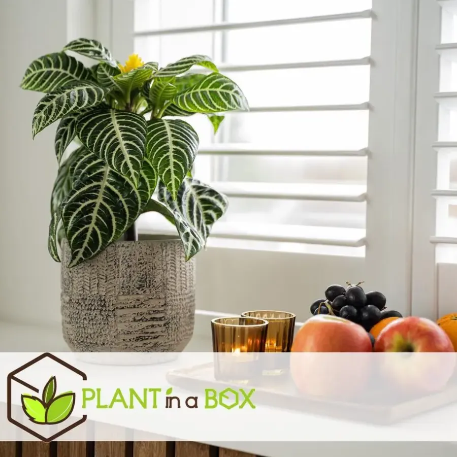 Kamerplanten-Plant in a Box Zebraplant - Set van 2 - Aphelandra squarrosa - Hoogte 25-45cm - ⌀13cm