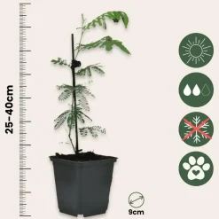 Plant in a Box Zilveracacia - Set van 3 - Mimosa dealbata - Hoogte 25-40cm - ⌀9cm