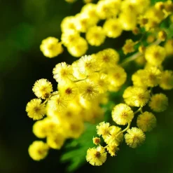 Plant in a Box Zilveracacia - Set van 3 - Mimosa dealbata - Hoogte 25-40cm - ⌀9cm