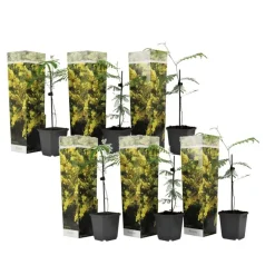 Planten|Tuinplanten-Plant in a Box Zilveracacia - Set van 6 - Mimosa dealbata - Hoogte 25-40cm - ⌀9cm