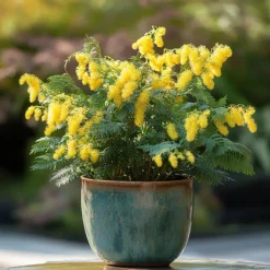 Planten|Tuinplanten-Plant in a Box Zilveracacia - Set van 6 - Mimosa dealbata - Hoogte 25-40cm - ⌀9cm