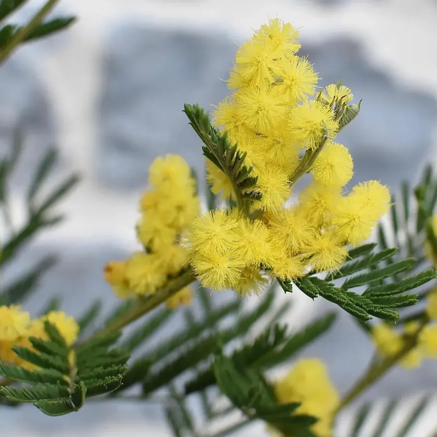 Planten|Tuinplanten-Plant in a Box Zilveracacia - Set van 6 - Mimosa dealbata - Hoogte 25-40cm - ⌀9cm
