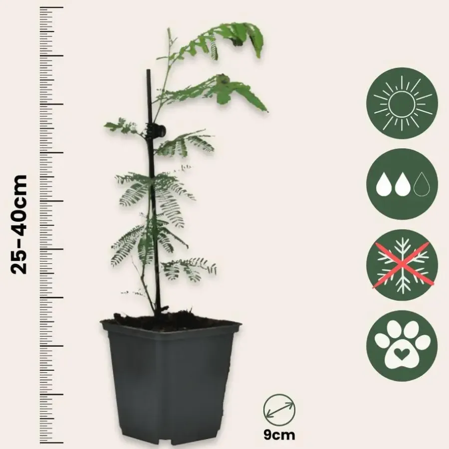 Planten|Tuinplanten-Plant in a Box Zilveracacia - Set van 6 - Mimosa dealbata - Hoogte 25-40cm - ⌀9cm