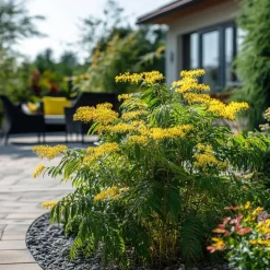 Planten|Tuinplanten-Plant in a Box Zilveracacia - Set van 6 - Mimosa dealbata - Hoogte 25-40cm - ⌀9cm