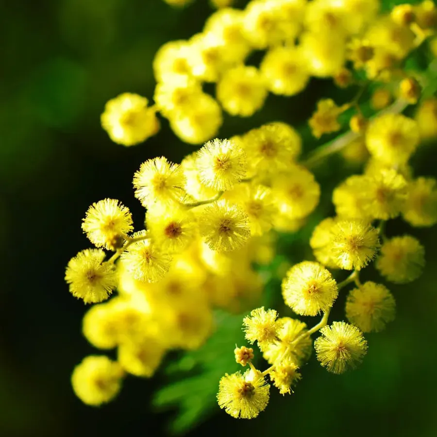 Planten|Tuinplanten-Plant in a Box Zilveracacia - Set van 6 - Mimosa dealbata - Hoogte 25-40cm - ⌀9cm