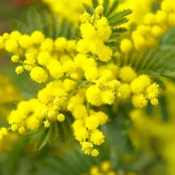 Planten|Tuinplanten-Plant in a Box Zilveracacia - Set van 6 - Mimosa dealbata - Hoogte 25-40cm - ⌀9cm