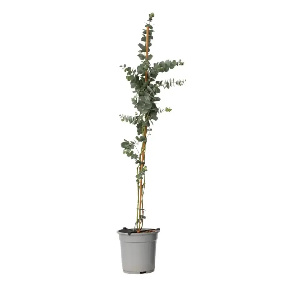 Plant in a Box Zilvereucalyptus - Eucalyptus cinerea 'Silver Dollar' - Hoogte 90-110cm - ⌀19cm