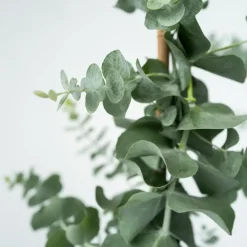 Plant in a Box Zilvereucalyptus - Eucalyptus cinerea 'Silver Dollar' - Hoogte 90-110cm - ⌀19cm