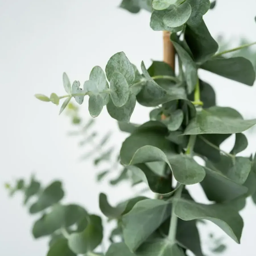 Plant in a Box Zilvereucalyptus - Eucalyptus cinerea 'Silver Dollar' - Hoogte 90-110cm - ⌀19cm