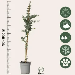 Plant in a Box Zilvereucalyptus - Eucalyptus cinerea 'Silver Dollar' - Hoogte 90-110cm - ⌀19cm