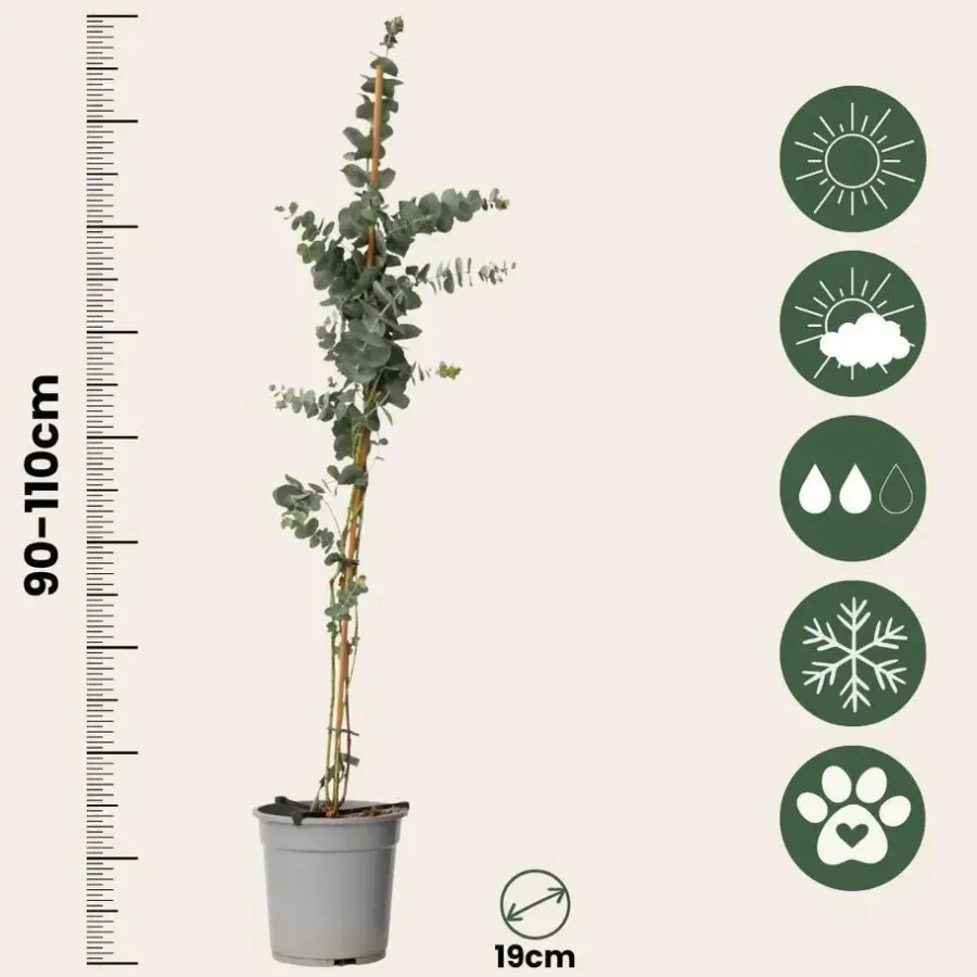 Plant in a Box Zilvereucalyptus - Eucalyptus cinerea 'Silver Dollar' - Hoogte 90-110cm - ⌀19cm
