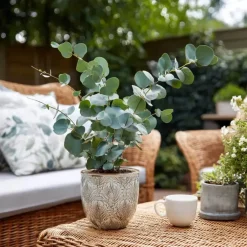Plant in a Box Zilvereucalyptus - Eucalyptus cinerea 'Silver Dollar' - Hoogte 90-110cm - ⌀19cm