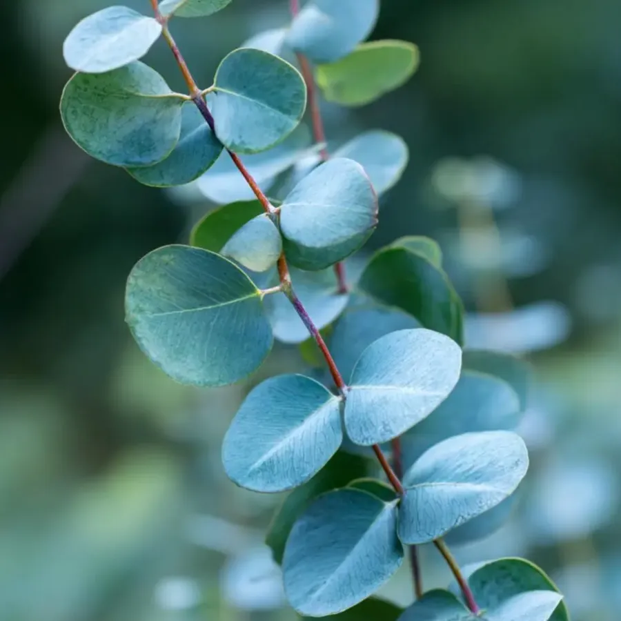 Plant in a Box Zilvereucalyptus - Eucalyptus cinerea 'Silver Dollar' - Hoogte 90-110cm - ⌀19cm