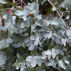 Plant in a Box Zilvereucalyptus - Eucalyptus cinerea 'Silver Dollar' - Hoogte 90-110cm - ⌀19cm