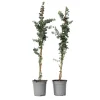 Plant in a Box Zilvereucalyptus - Set van 2 - Eucalyptus - Hoogte 90-110cm - ⌀19cm