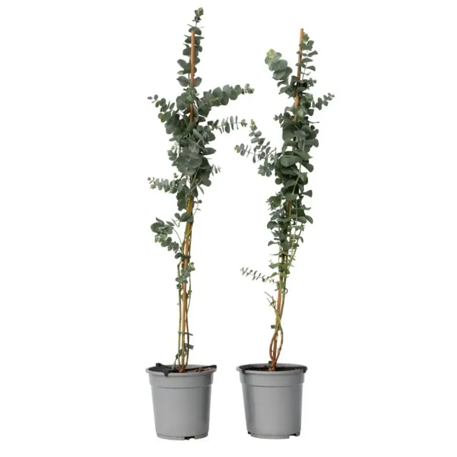 Plant in a Box Zilvereucalyptus - Set van 2 - Eucalyptus - Hoogte 90-110cm - ⌀19cm