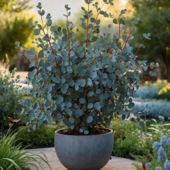 Plant in a Box Zilvereucalyptus - Set van 2 - Eucalyptus - Hoogte 90-110cm - ⌀19cm