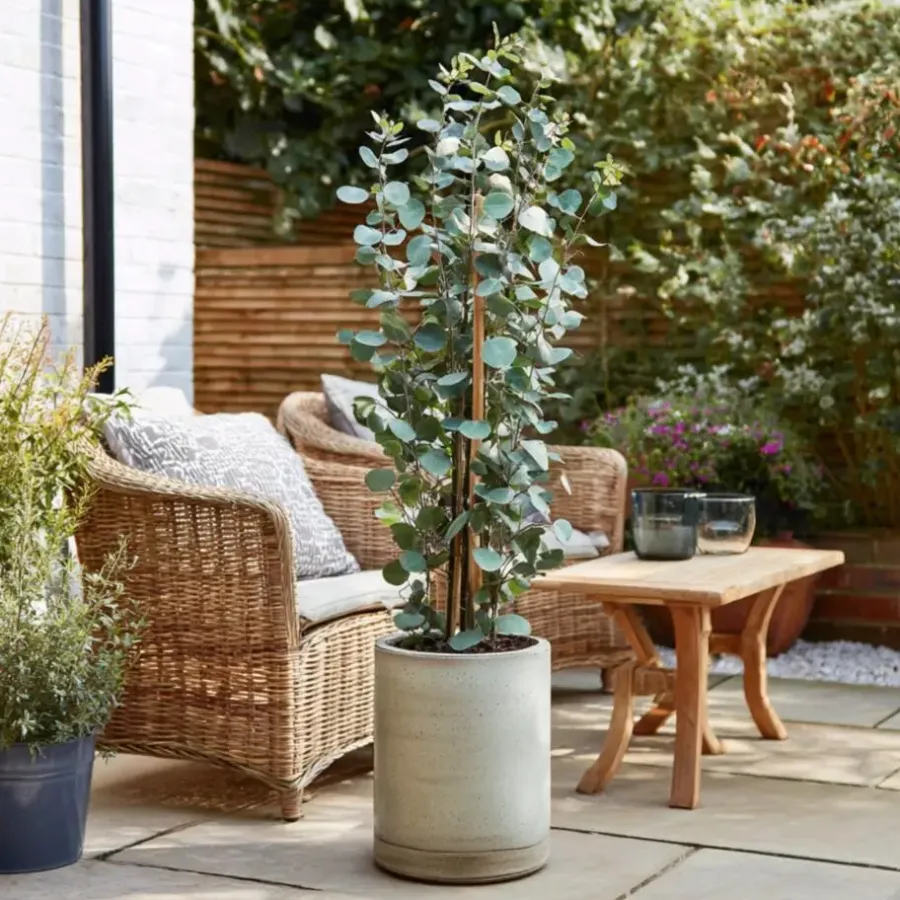 Plant in a Box Zilvereucalyptus - Set van 2 - Eucalyptus - Hoogte 90-110cm - ⌀19cm