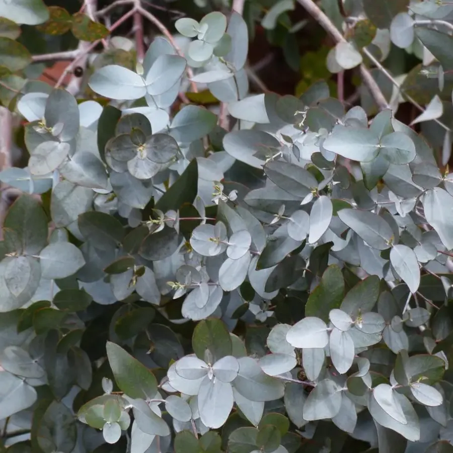 Plant in a Box Zilvereucalyptus - Set van 2 - Eucalyptus - Hoogte 90-110cm - ⌀19cm