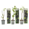 Plant in a Box Zwarte bes - Set van 3 - Ribes Nigrum - Hoogte 25-40cm - ⌀9cm