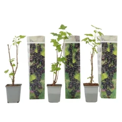 Plant in a Box Zwarte bes - Set van 3 - Ribes Nigrum - Hoogte 25-40cm - ⌀9cm