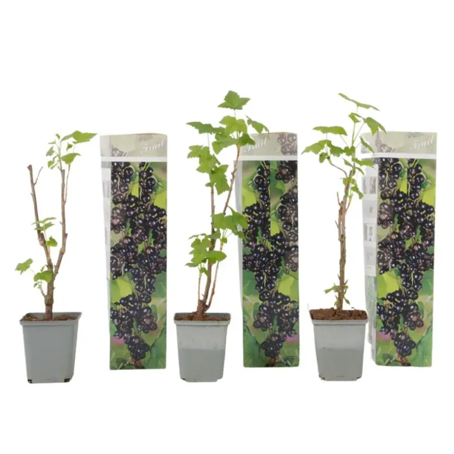 Plant in a Box Zwarte bes - Set van 3 - Ribes Nigrum - Hoogte 25-40cm - ⌀9cm