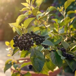 Plant in a Box Zwarte bes - Set van 3 - Ribes Nigrum - Hoogte 25-40cm - ⌀9cm