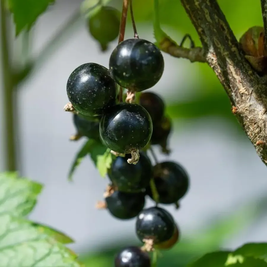 Plant in a Box Zwarte bes - Set van 3 - Ribes Nigrum - Hoogte 25-40cm - ⌀9cm