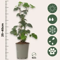 Plant in a Box Zwarte bes - Set van 3 - Ribes Nigrum - Hoogte 25-40cm - ⌀9cm