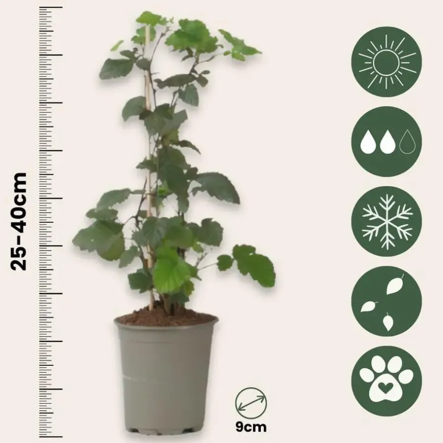 Plant in a Box Zwarte bes - Set van 3 - Ribes Nigrum - Hoogte 25-40cm - ⌀9cm