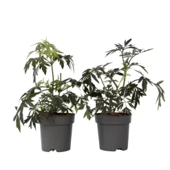 Planten-Plant in a Box Zwarte vlier - Set van 2 - Sambucus nigra 'Black Lace' - Hoogte 25-40cm - ⌀17cm
