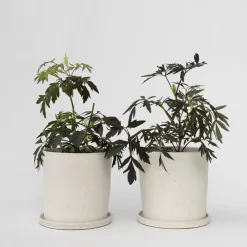 Planten-Plant in a Box Zwarte vlier - Set van 2 - Sambucus nigra 'Black Lace' - Hoogte 25-40cm - ⌀17cm
