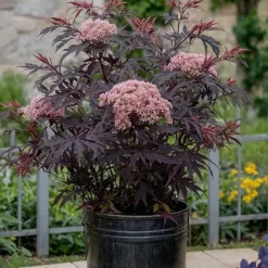 Planten-Plant in a Box Zwarte vlier - Set van 2 - Sambucus nigra 'Black Lace' - Hoogte 25-40cm - ⌀17cm