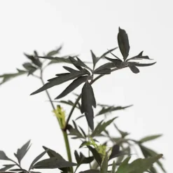 Planten-Plant in a Box Zwarte vlier - Set van 2 - Sambucus nigra 'Black Lace' - Hoogte 25-40cm - ⌀17cm