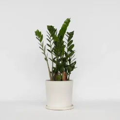 Kamerplanten-Plant in a Box ZZ-plant - Zamioculcas Zamiifolia - Hoogte 55-65cm - ⌀17cm