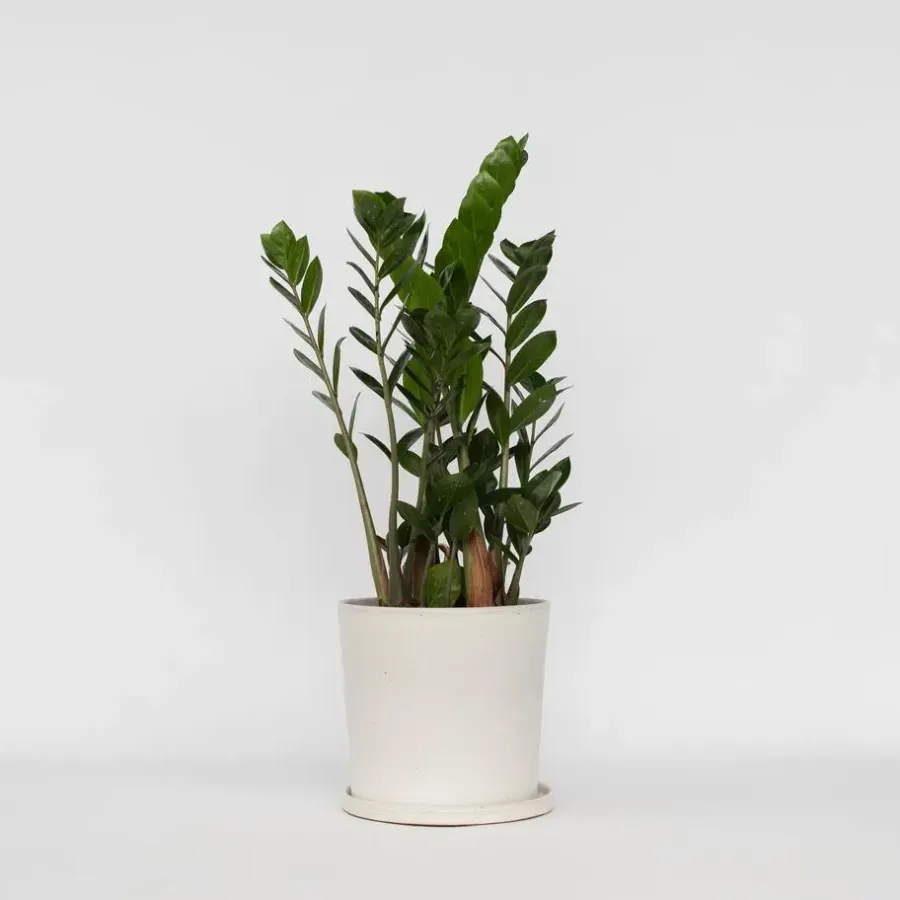 Kamerplanten-Plant in a Box ZZ-plant - Zamioculcas Zamiifolia - Hoogte 55-65cm - ⌀17cm
