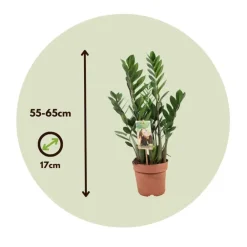 Kamerplanten-Plant in a Box ZZ-plant - Zamioculcas Zamiifolia - Hoogte 55-65cm - ⌀17cm
